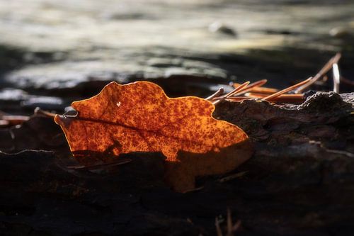 Feuille d'oranger baignée de soleil sur Henk Elshout