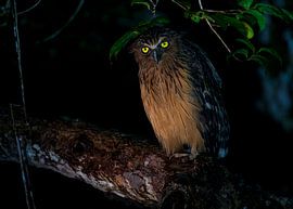 Buffy Fish Owl by Lennart Verheuvel