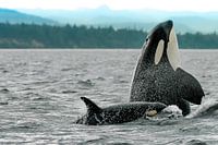 Spyhopping killer whale mum with calf