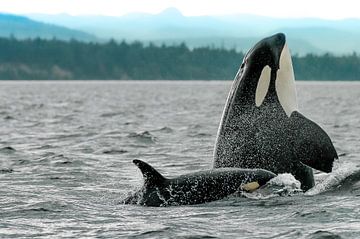 Spyhopping orka moeder met kalfje van Marjoleine Roos