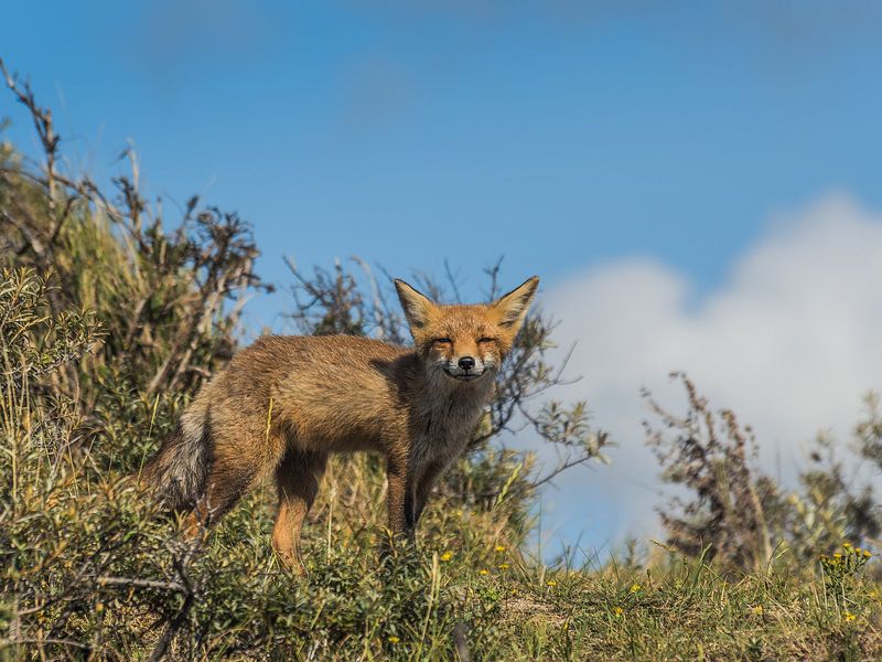 enjoying fox by Andre Bolhoeve