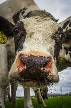 Nieuwsgierige koe. van Hans Buls Photography
