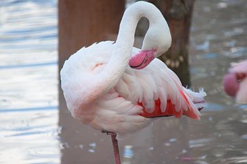 flamingo van Roger Hagelstein