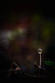 Clear by Sonja Onstenk