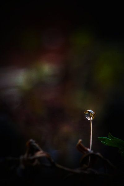 Clear by Sonja Onstenk