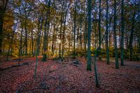 Sunstar in the woodlands