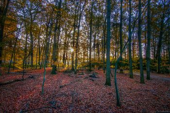 Une étoile dans les bois