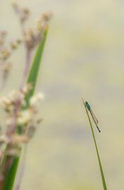 Libelle aan de waterkant von Corine Harkes