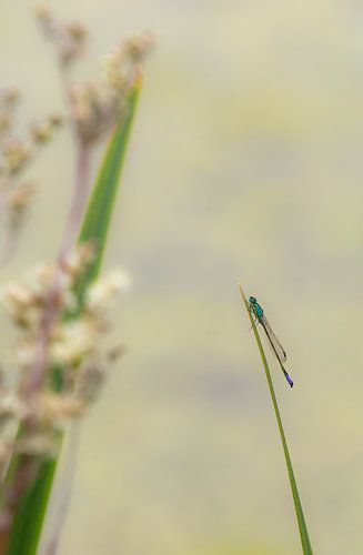 Libelle aan de waterkant