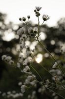 A sunny magical evening in the woods.