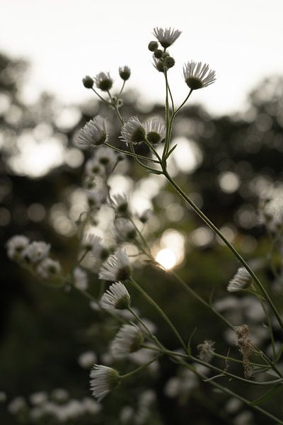 Ein sonniger, magischer Abend im Wald. von Gijsje Bergs