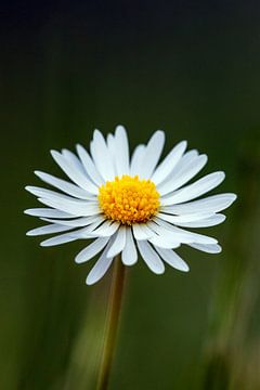 The daisy blossom by Roland Brack