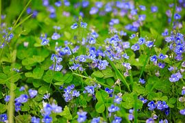 Zauberhaftes Blau von Thomas Jäger