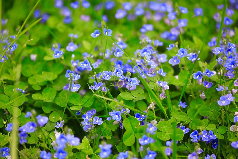 Zauberhaftes Blau von Thomas Jäger
