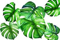 Monstera leaves