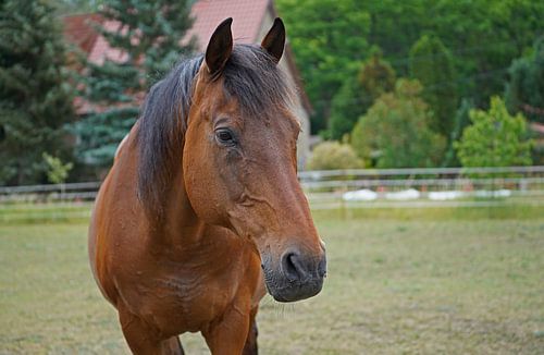 Trakehner Feldmeyer in de wei