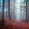 Fog in autumn forest by Martin Wasilewski