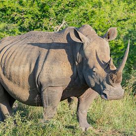 Rhino in Hluhluwe National Park South Africa Nature Reserve by SHDrohnenfly