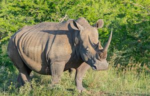 Nashorn im Naturreservat Hluhluwe Nationalpark Südafrika von SHDrohnenfly