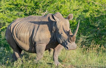 Rhino in Hluhluwe National Park South Africa Nature Reserve by SHDrohnenfly