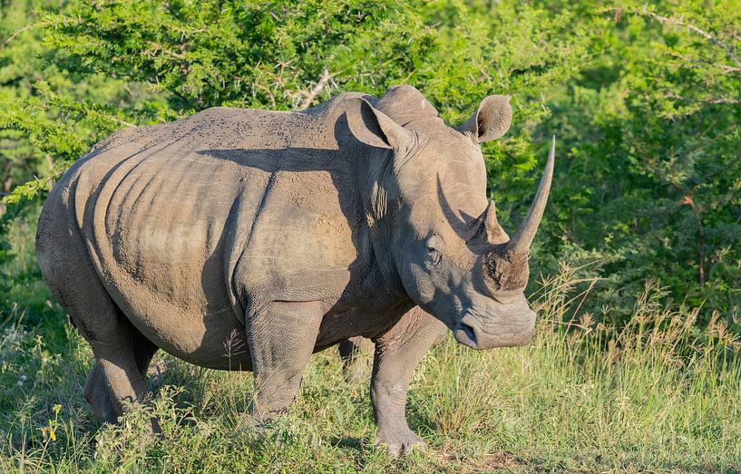 Rhino in Hluhluwe National Park South Africa Nature Reserve by SHDrohnenfly