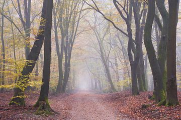 Fog in November by Cor de Hamer