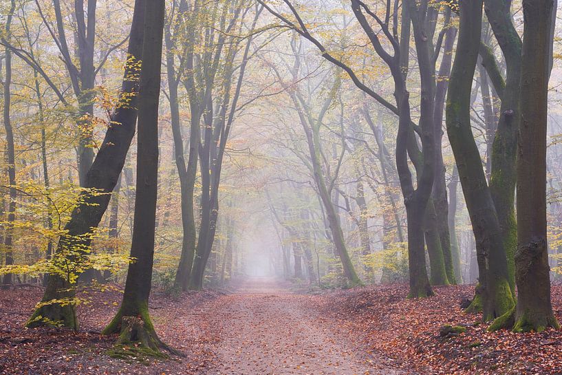 Fog in November by Cor de Hamer