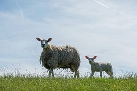 Schaap en schaapje von Gerry van Roosmalen