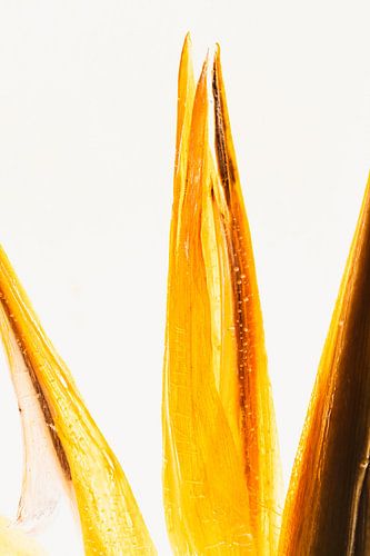 Scaevola in Eis von Marc Heiligenstein