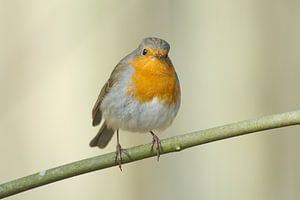 Roodborst