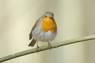 Robin by Peter Schoo - Natuur & Landschap