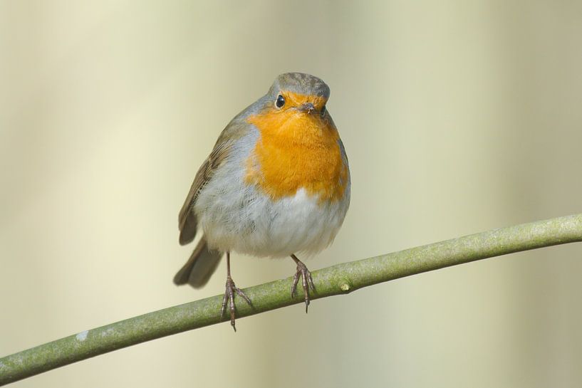 Robin von Peter Schoo - Natuur & Landschap