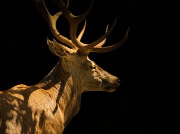 Close-up van een hert, creatief bewerkt van Wolfgang Unger