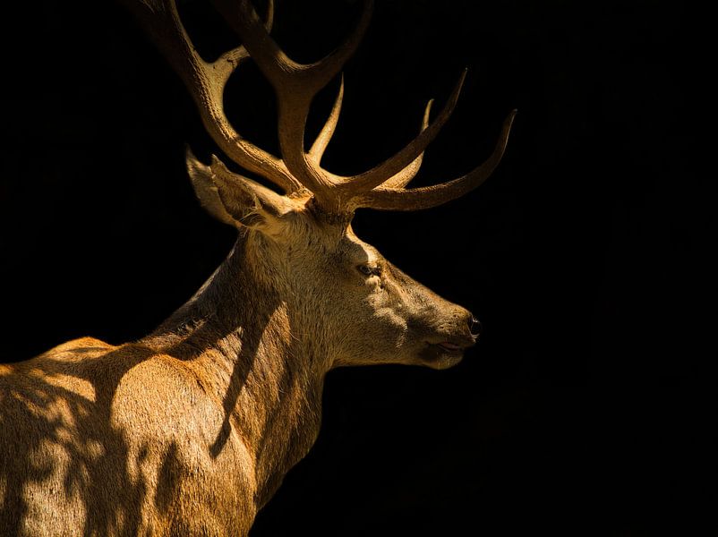 Close up of a deer creatively edited by Wolfgang Unger
