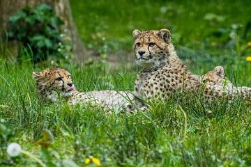 Cheetah ou Cheetah : Zoo royal des citoyens sur Loek Lobel