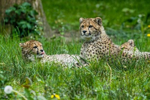 Cheetah oder Cheetah: Königlicher Bürgerzoo