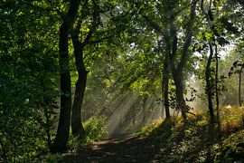 Foggy atmosphere in the Teutoburg Forest by Tanja Voigt