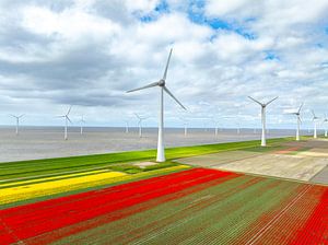 Tulpen auf landwirtschaftlichen Feldern mit Windrädern im Hintergrund