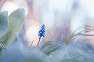 Blumen Teil 361