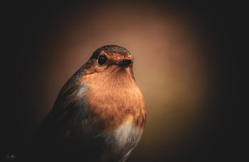 Dans la lumière chaleureuse – un petit oiseau au caractère bien trempé