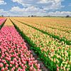Moulin entre les tulipes en fleur au printemps sur eric van der eijk