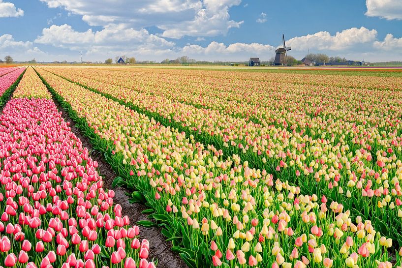 molen tussen de bloeiende tulpen in de lente van eric van der eijk