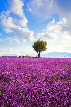 Lavendelveld en een boom. Provence, Frankrijk van Stefano Orazzini