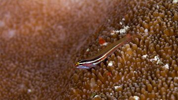 Small fish on coral von Jan van Kemenade