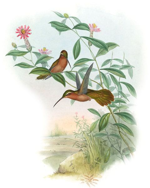 L'ermite de Dohrn, John Gould par Hummingbirds