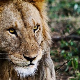 Le roi de la jungle - lion d'Afrique sur Charrel Jalving