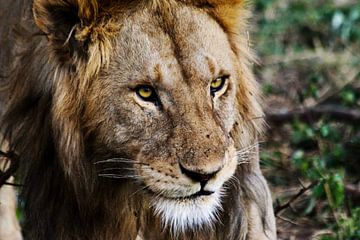 The King of the Jungle - African Lion by Charrel Jalving