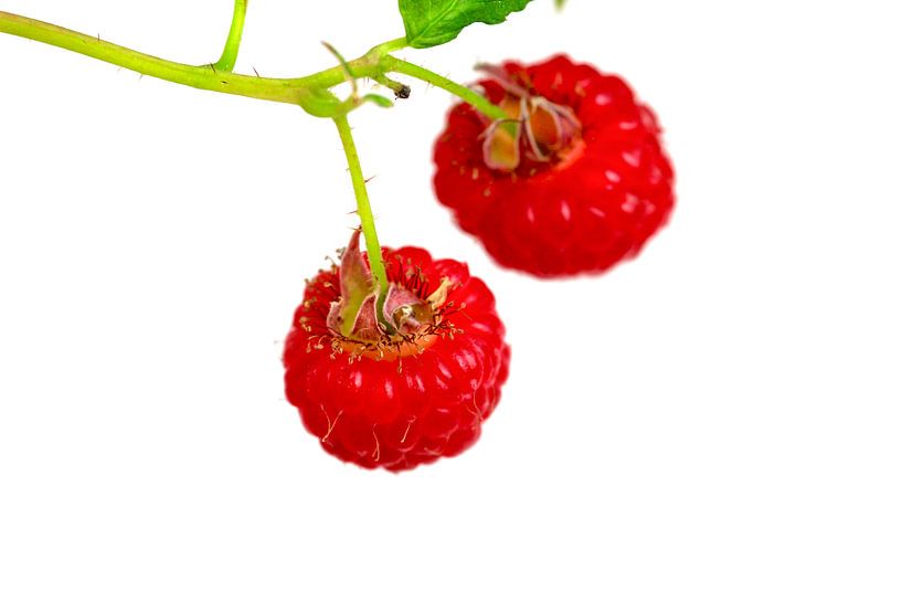 Himbeeren von Thomas Jäger