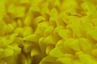 Gele blaadjes van fotomeisjeuitbrabant thumbnail