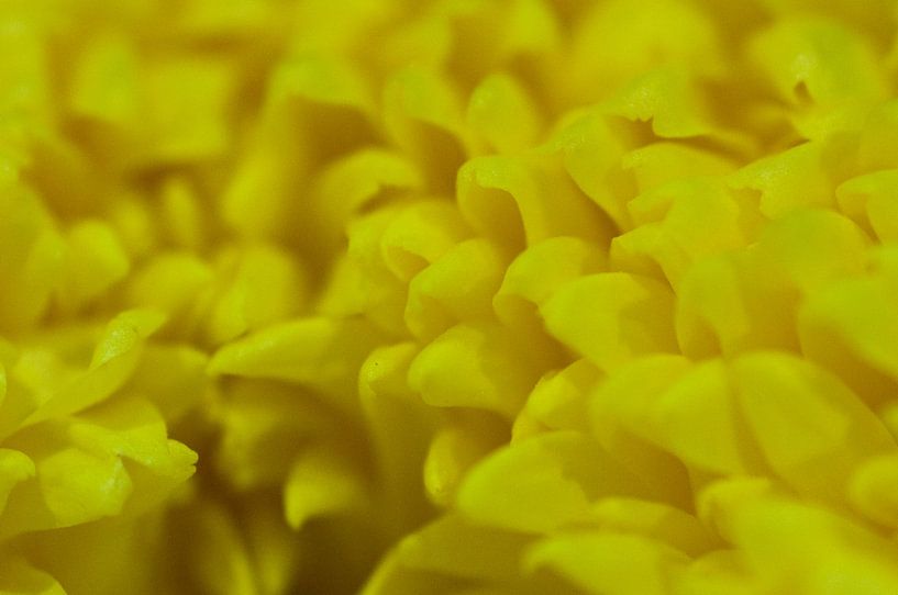 Gele blaadjes van fotomeisjeuitbrabant